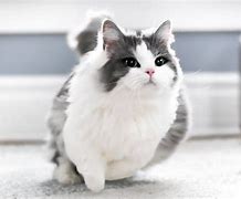 Image result for White Fat Munchkin Cat