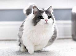 Image result for Munchkin Cat Full-Grown