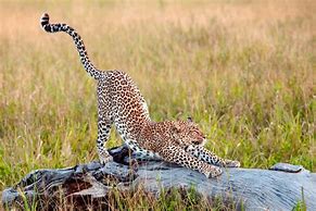 Image result for Animals Stretching