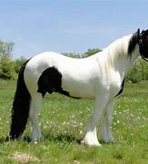 Image result for Cute Gypsy Vanner Horses