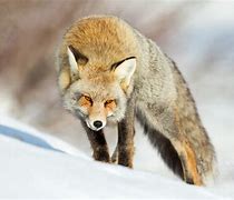 Image result for Blue Fox Animal