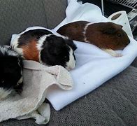 Image result for Katie Guest Guinea Pig Rescue