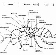 Image result for Formicidae