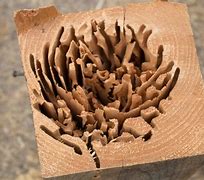 Image result for Capenter Ants Nest