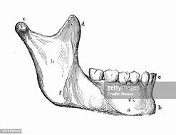 Image result for Jawbone Anatomy