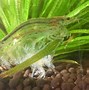 Image result for Red Amano Shrimp