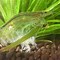 Image result for Australian Amano Shrimp