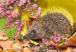 Image result for Hedgehog Life