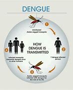 Image result for Dengue Transmission