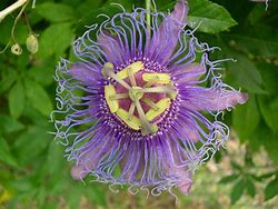 Image result for Passiflora Purple Passion