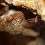 Image result for White and Black Bat Species