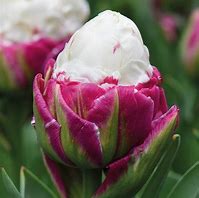 Image result for Tulipa Ice Cream