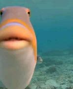 Image result for Fish Stare Meme