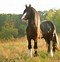 Image result for shires horses