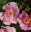 Image result for Paeonia Jadwiga (Lactif-D-Group)