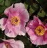 Image result for Paeonia lactiflora Heny Bockstoce