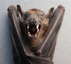 Image result for Florida Fruit Bat