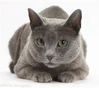 Image result for Blue Cat with Green Eyes