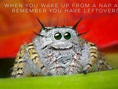 Image result for Cute Jumping Spider Meme