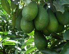 Image result for aguacage