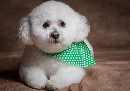 Image result for Cool Dog Wallpapers