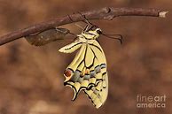 Image result for Butterfly Emerging From Cocoon