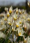 Image result for Tulipa turkestanica