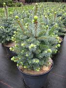 Image result for Picea sitchensis Midget