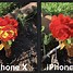 Image result for iPhone 12 Mini vs iPhone XS