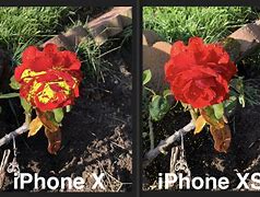 Image result for Ipone XS Home Screen Field Yellow Poppies