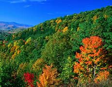 Image result for American Forest Mountain