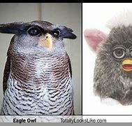 Image result for Animals That Look Like Gizmo