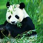Image result for Giant Panda Bear Cubs
