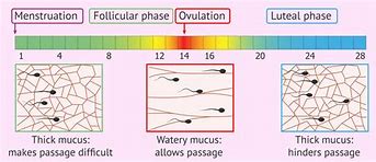Image result for Cervical Mucus during Cycle