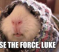 Image result for Star Wars Animal Memes