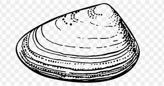 Image result for Quahog vs Atlantic Surf Clam