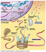 Image result for Protein Synthesis Diagram