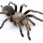 Image result for Biggest Spider in California
