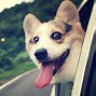 Image result for Cute Galaxy Dog