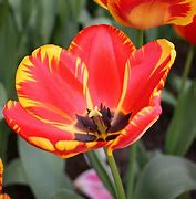 Image result for Tulip Banja