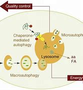 Image result for Cell Autophagy