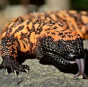 Image result for Most Poisonous Lizard