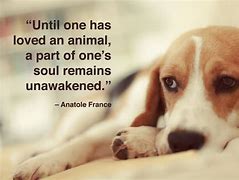 Image result for Sad Dog Quotes
