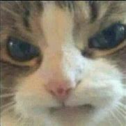 Image result for Angry Cat PFP Funny