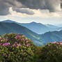 Image result for Appalachian Mountains Forest