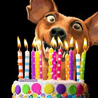 Image result for Funny Dog Happy Birthday Wishes