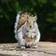Image result for Cute and Funny Squirrel