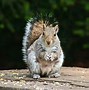 Image result for Funny Squirrel Wallpaper for Laptop