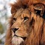 Image result for Attacking Lion iPhone Wallpaper
