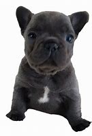 Image result for French Bulldog iPhone Case